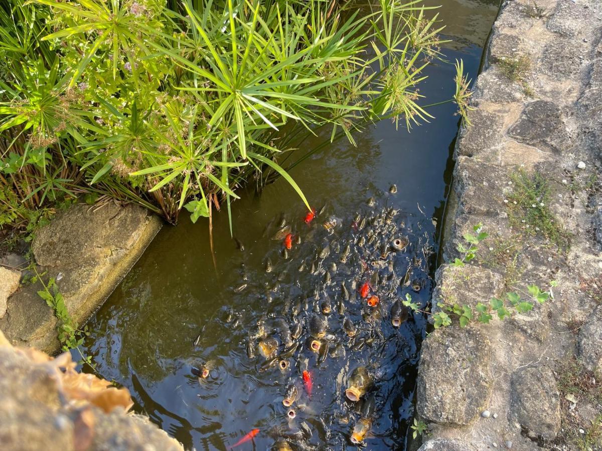 Studio Les Petits Lutins Entraigues-sur-la-Sorgue Eksteriør bilde